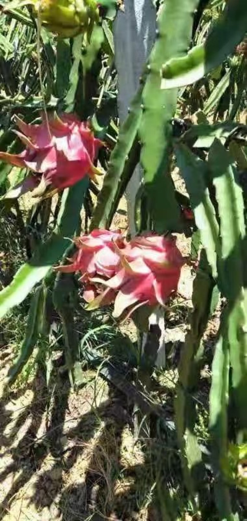 火龙果