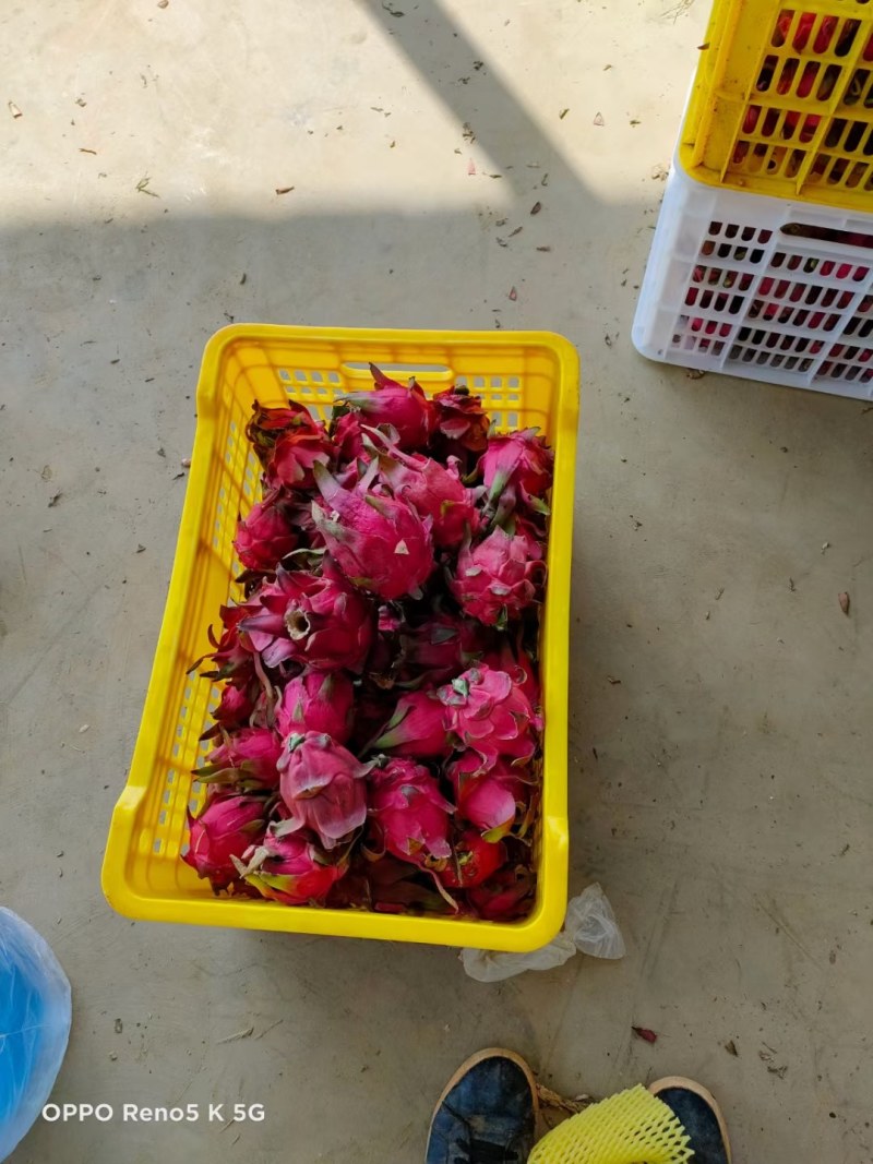 火龙果