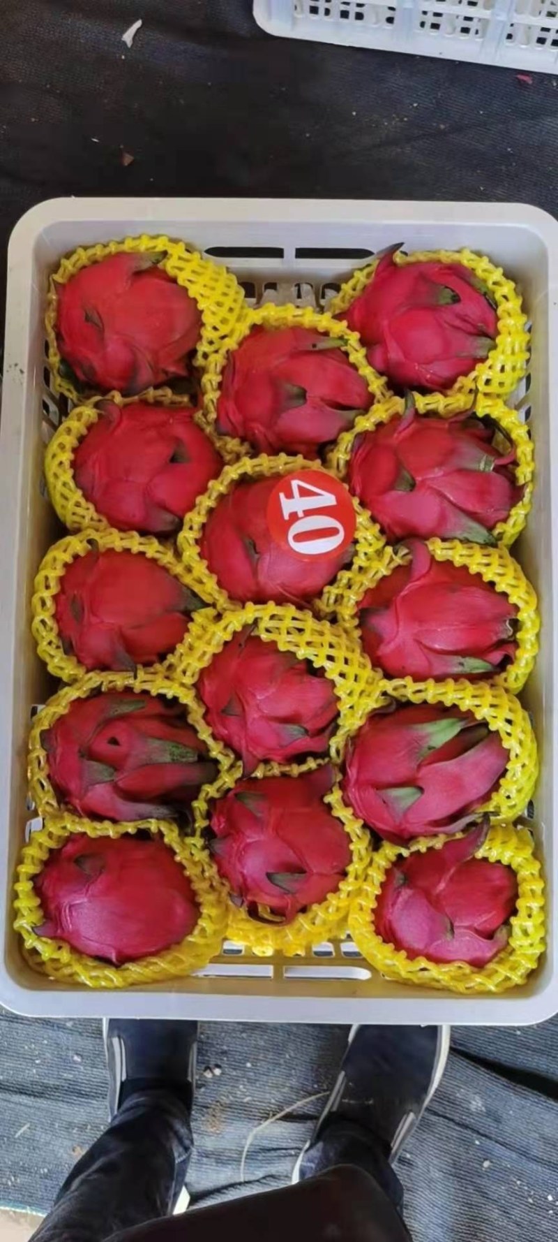 火龙果