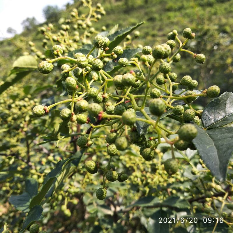 新鲜嫩青花椒现摘现发货非藤椒沂蒙山本地老树小颗粒嫩青花椒