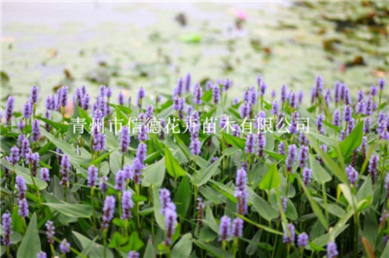 梭鱼草，水生植物，规格多，货源充足，基地直发，一手货源