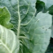 生态牛心莲花白