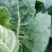 生态牛心莲花白