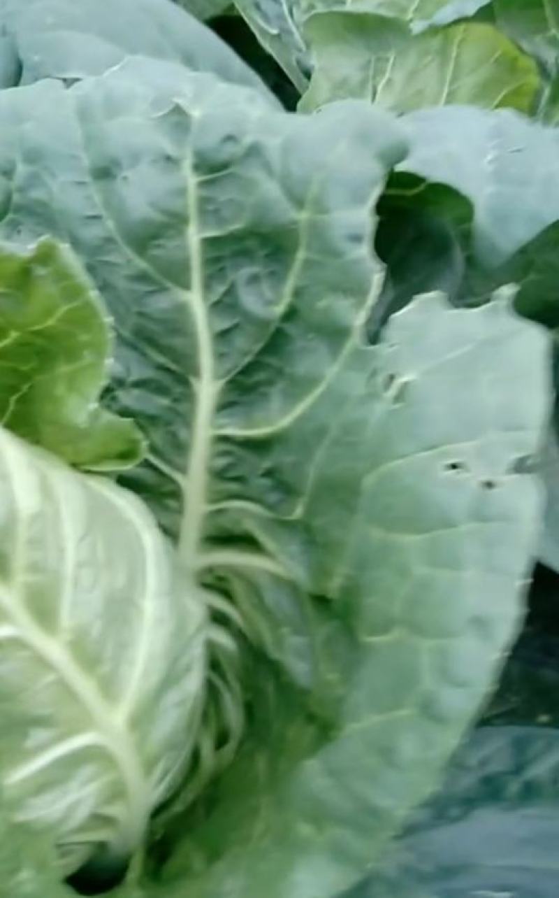 生态牛心莲花白