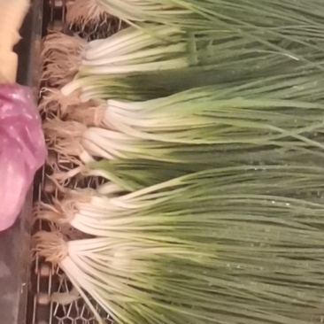云南精品小葱