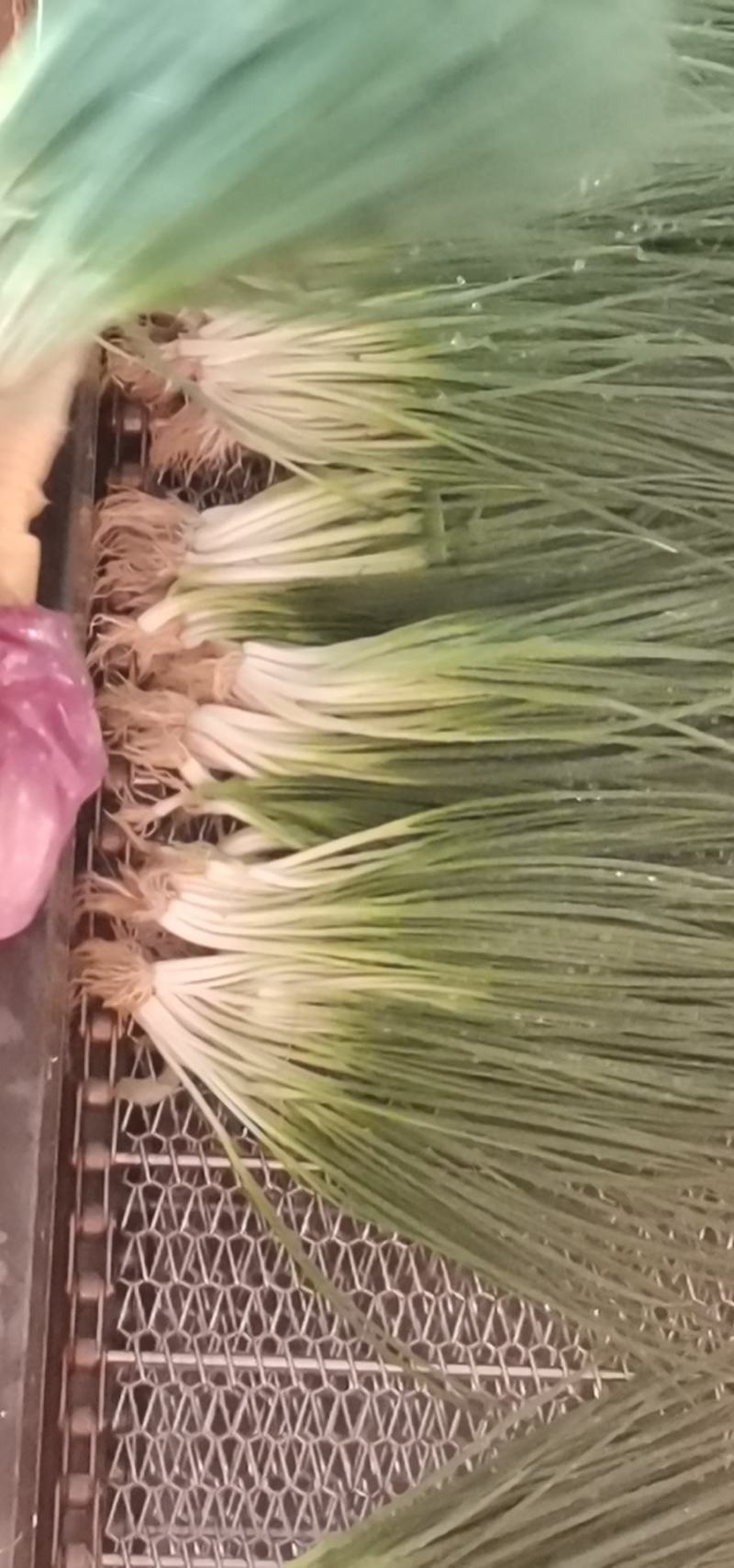 云南精品小葱