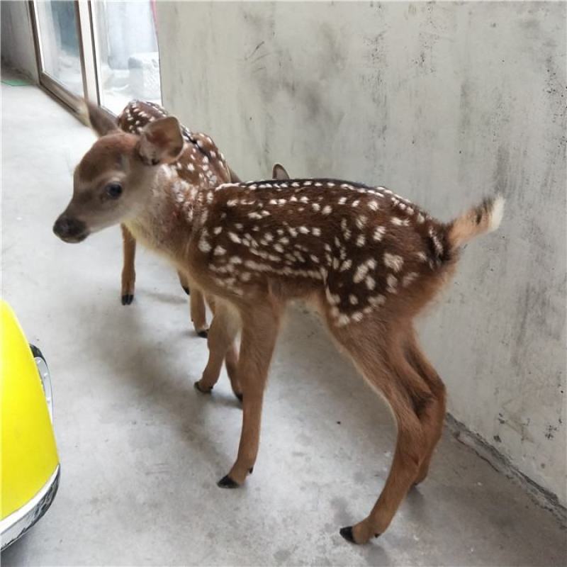 梅花鹿全身是宝。现如今是养殖致富之路。出售包回收。