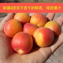 新疆小红杏产地代办做货