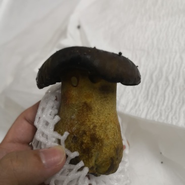 牛肝菌