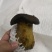 牛肝菌