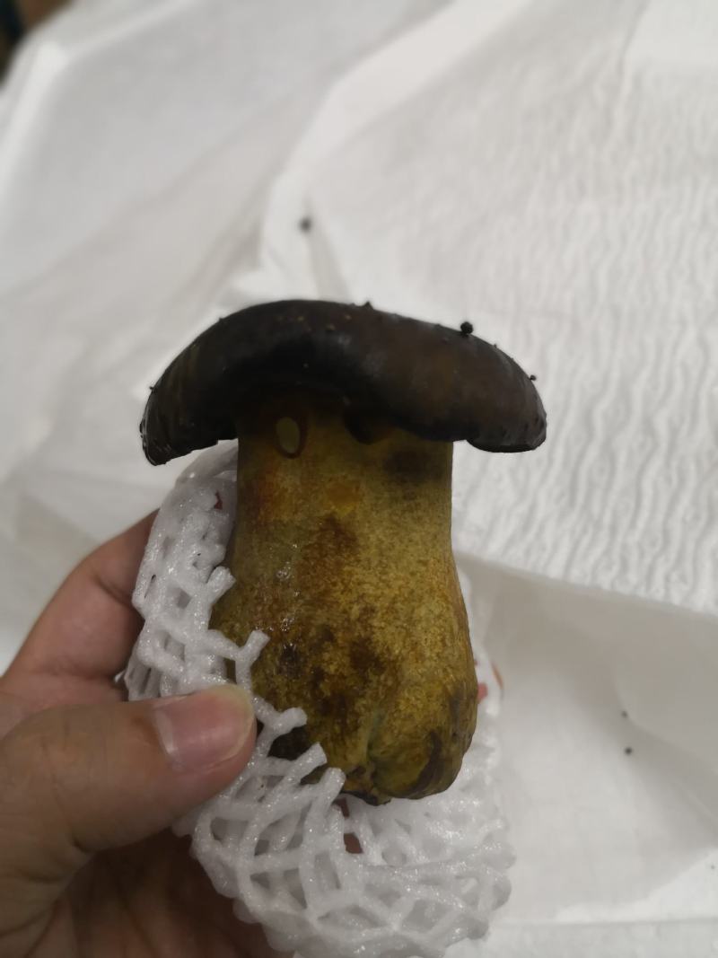 牛肝菌