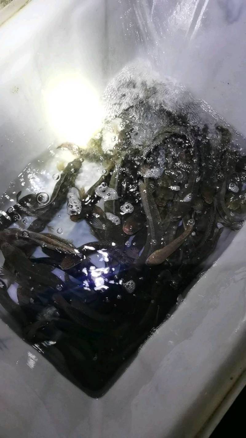 七星鱼，古呆，，原生态混养，吃小鱼小虾长大的
