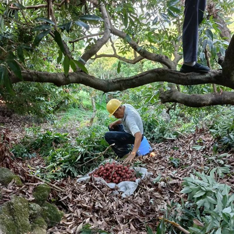 福建黑美人荔枝当季精选大果品质保证，支持各平台一件代