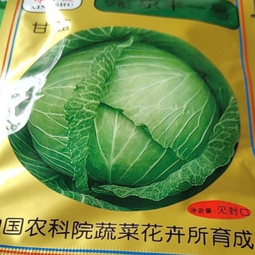 京丰一号，一代交配，叶球扁圆，