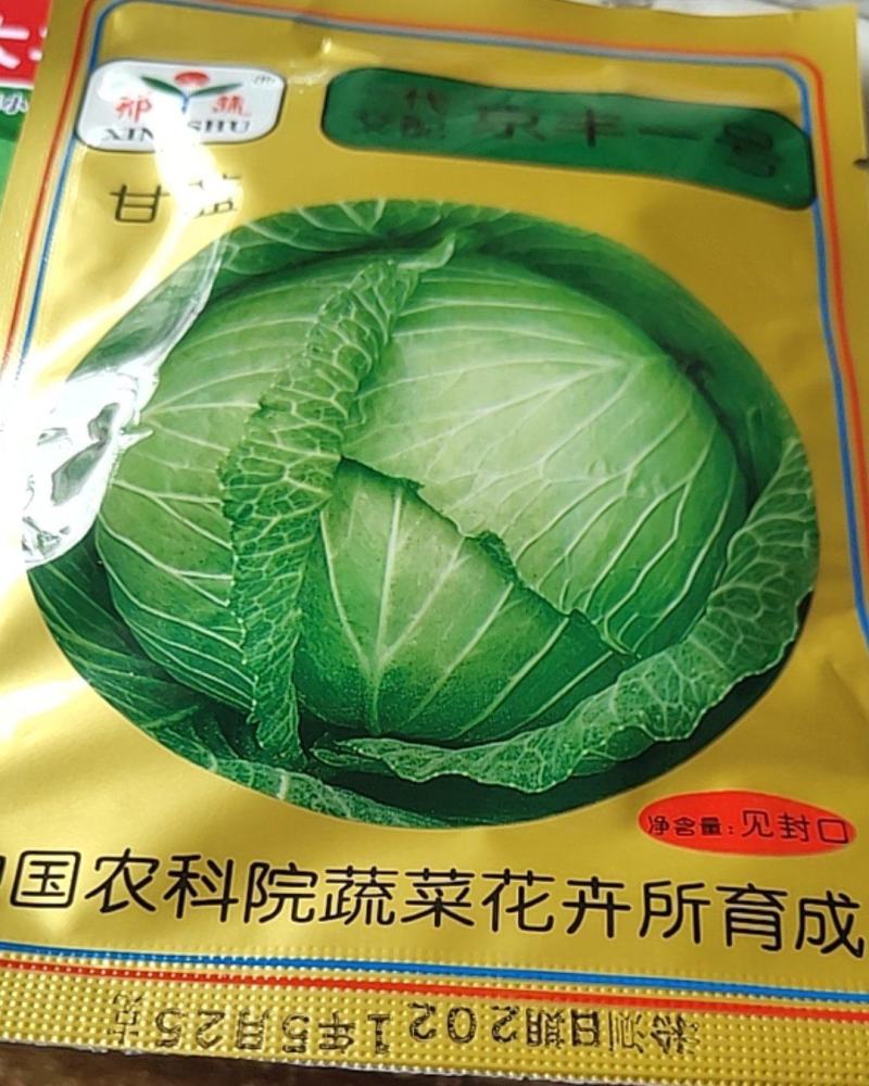 京丰一号，一代交配，叶球扁圆，