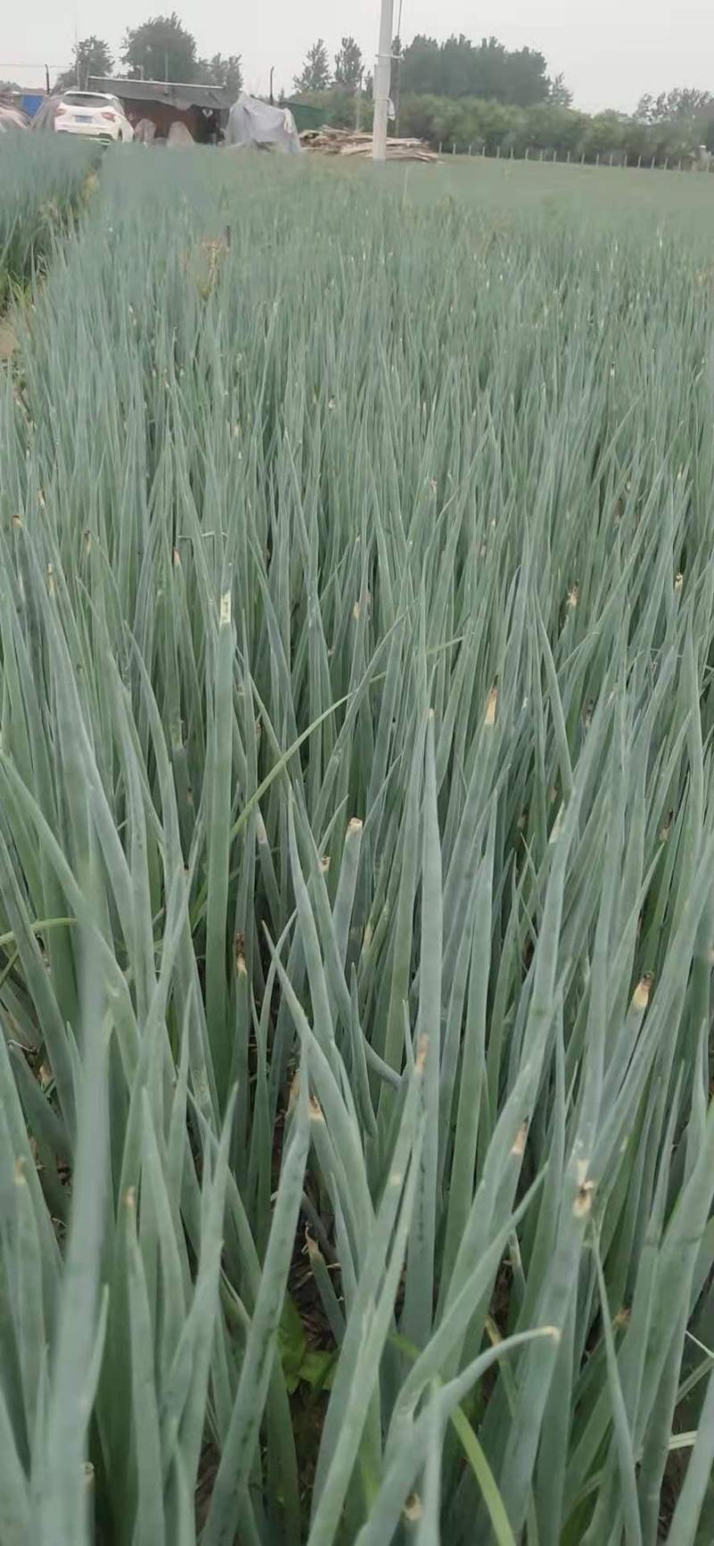 一代铁杆葱苗千亩种植基地，十年种植培育经验，产地直供质保