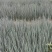 一代铁杆葱苗千亩种植基地，十年种植培育经验，产地直供质保