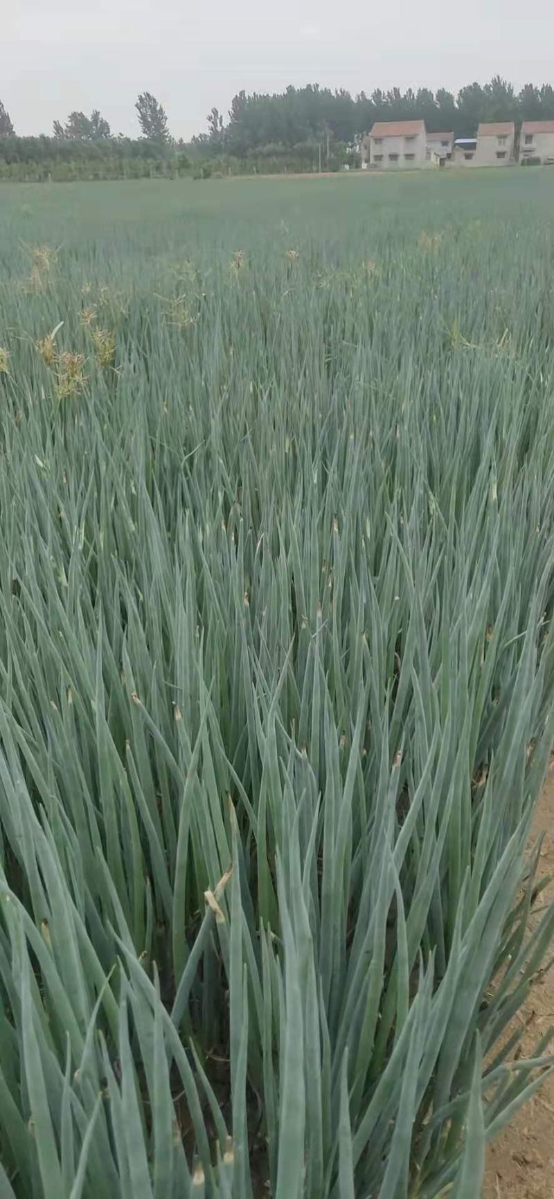 一代铁杆葱苗千亩种植基地，十年种植培育经验，产地直供质保
