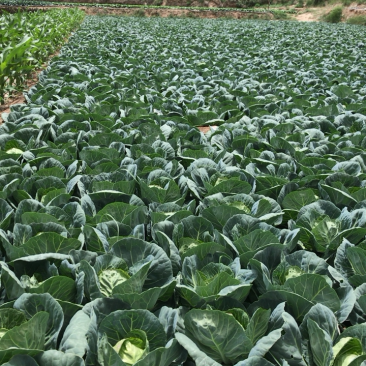 蔬菜大量上市