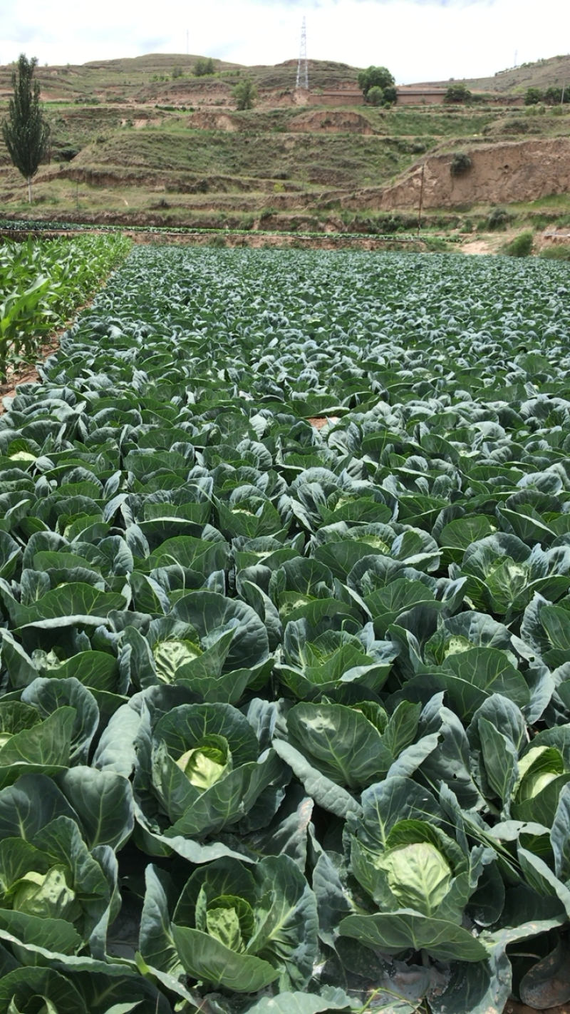 蔬菜大量上市
