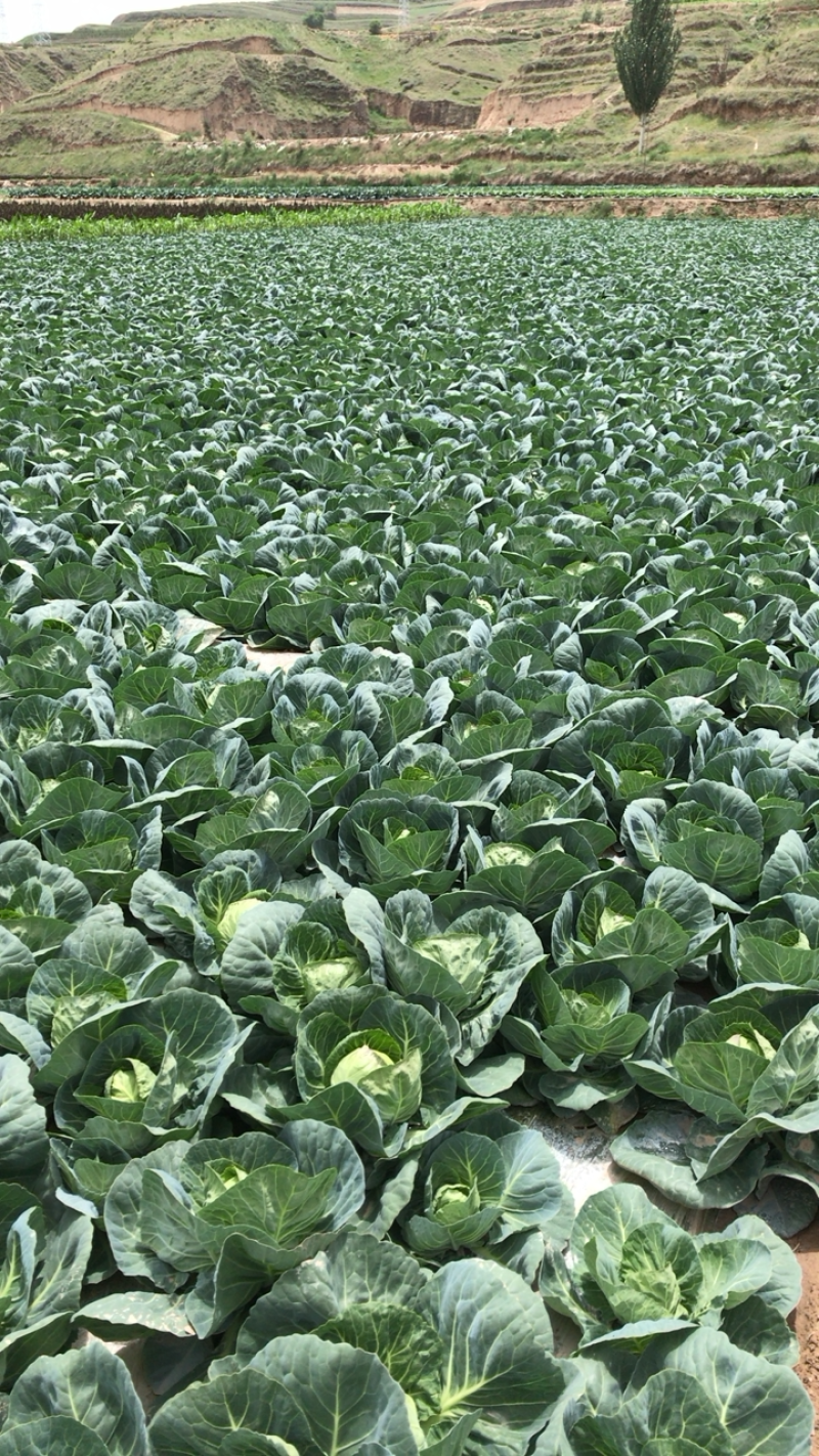 蔬菜大量上市