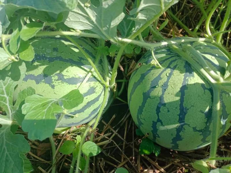 美都有籽无籽一茬瓜价廉物美品质保证