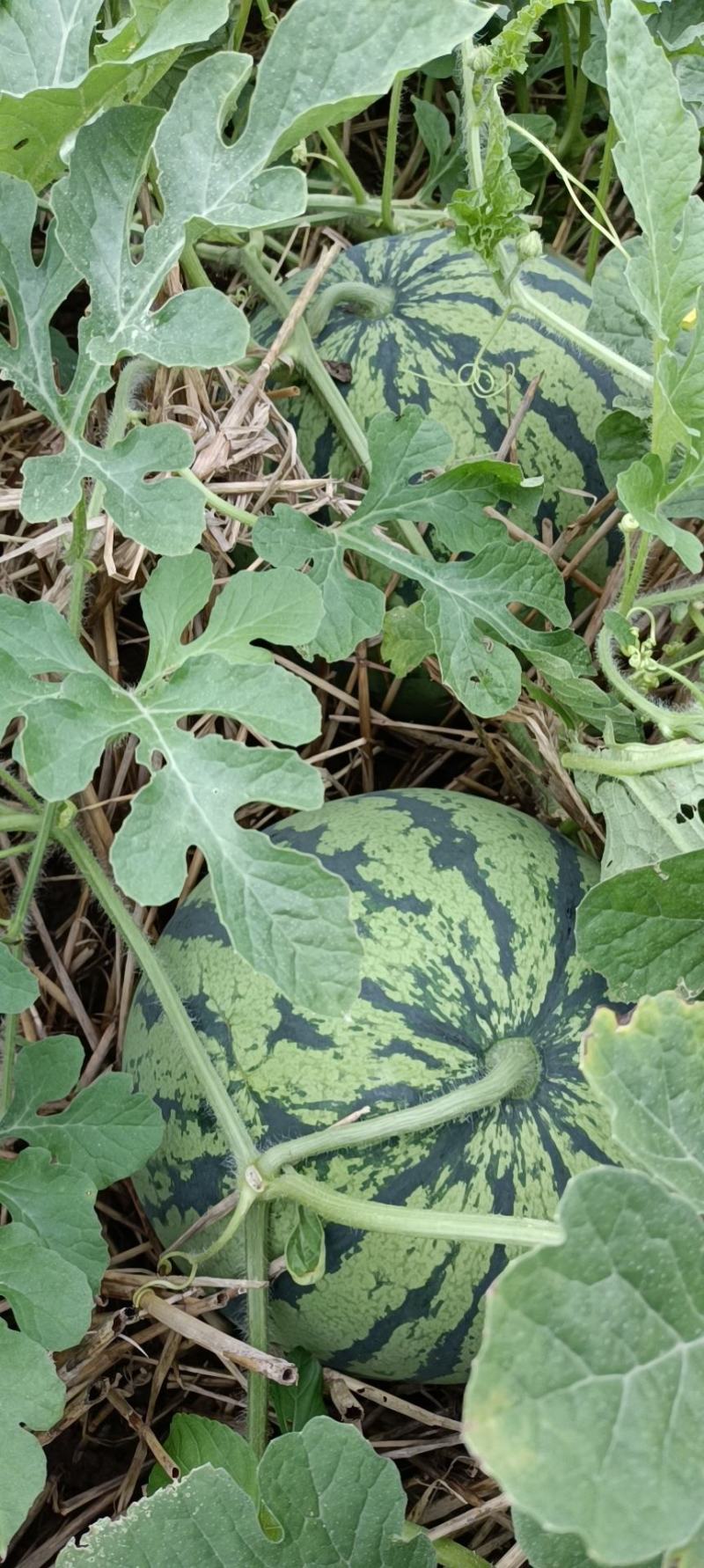 美都有籽无籽一茬瓜价廉物美品质保证