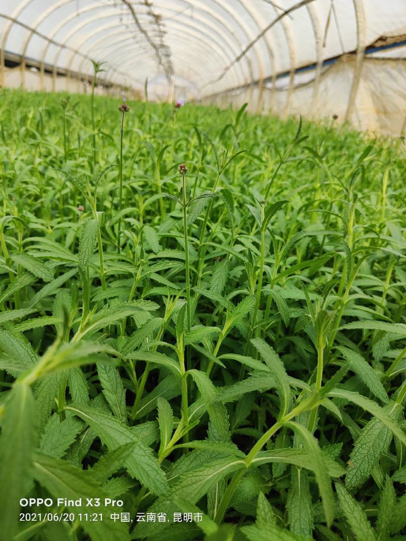 马鞭草