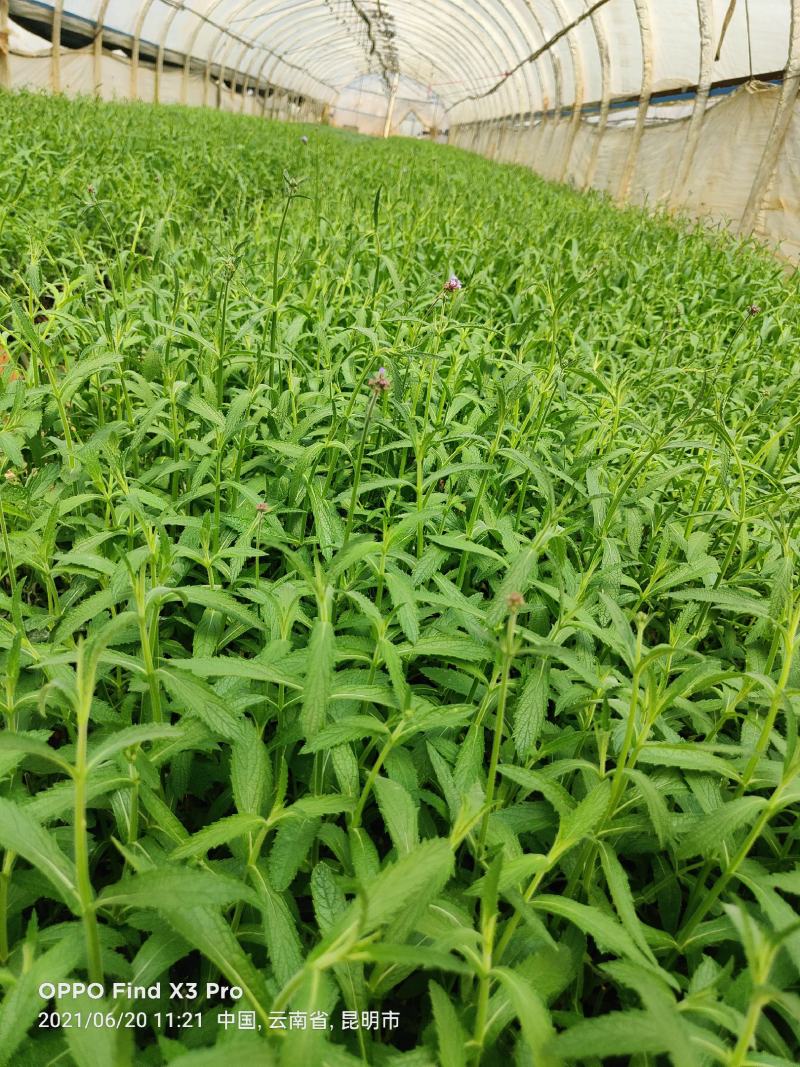 马鞭草