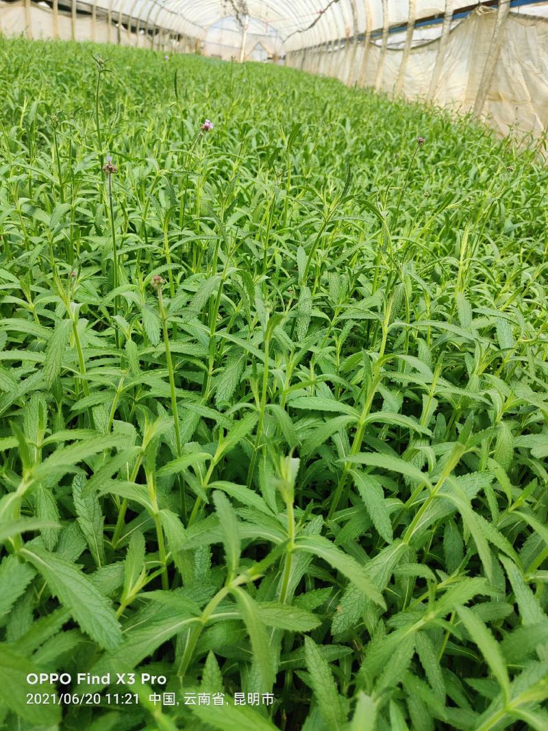 马鞭草