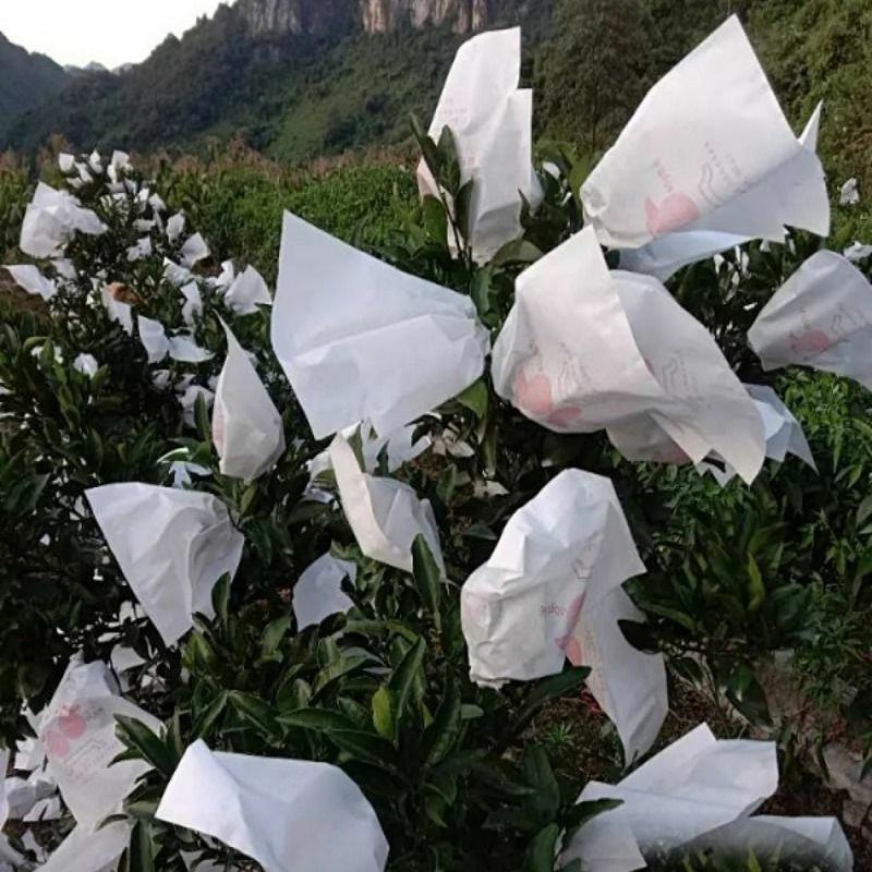 好台果柑橘套袋柑橘专用袋橘子套袋橙子套袋丑橘袋春见爱媛特