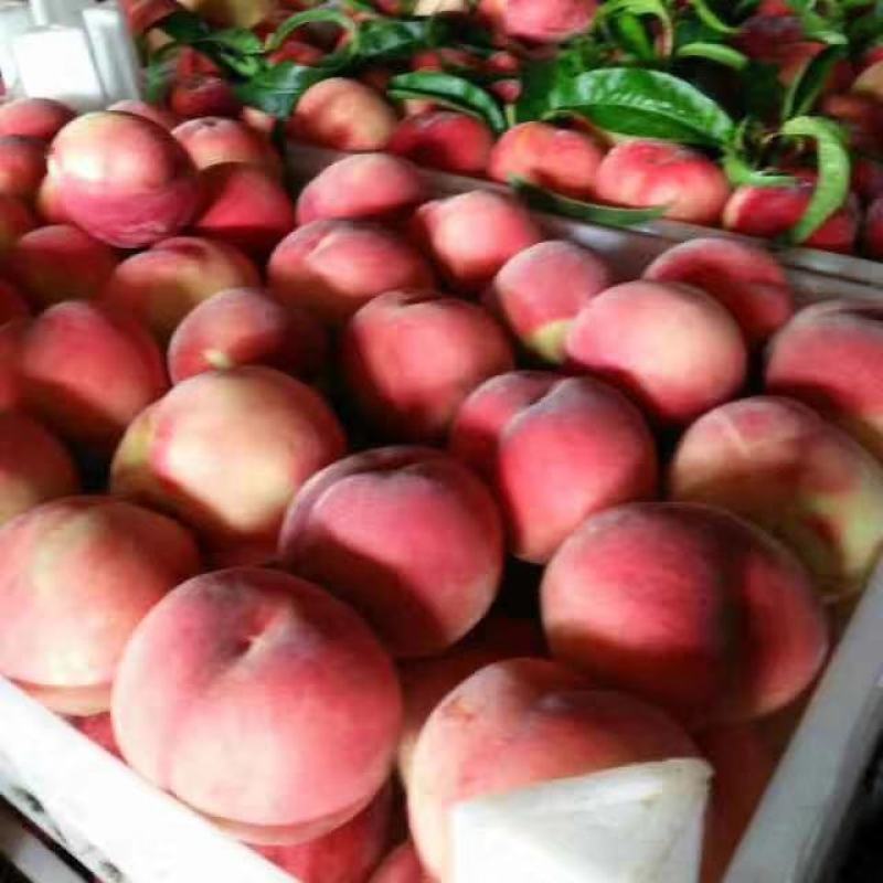 蒙阴毛桃