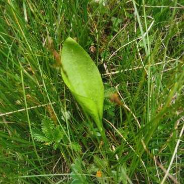 瓶尔小草