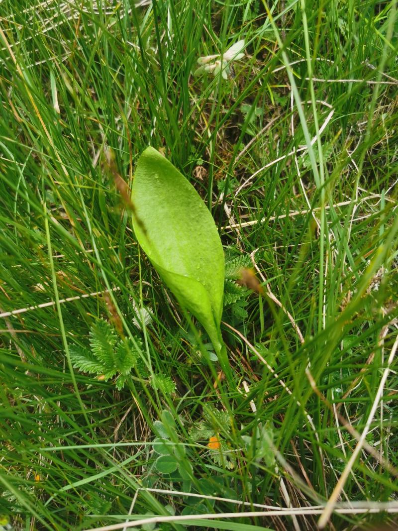 瓶尔小草