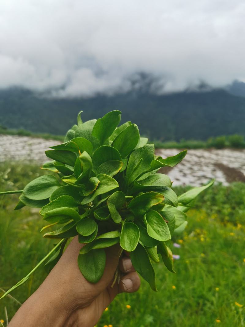 瓶尔小草