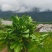 瓶尔小草