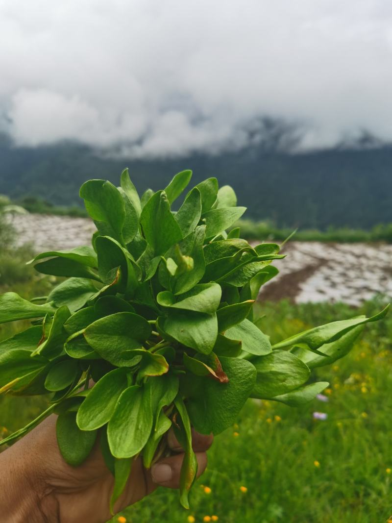 瓶尔小草