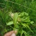 瓶尔小草