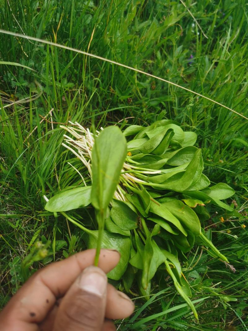 瓶尔小草