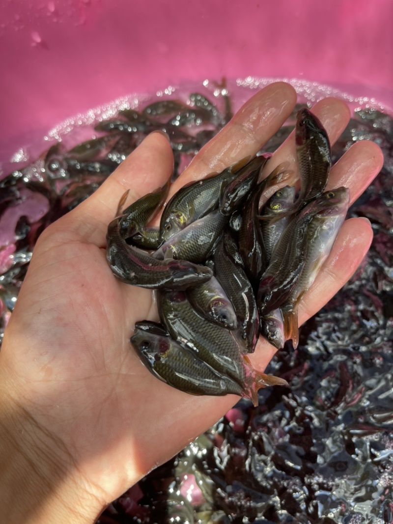 禾花鱼苗，渔场直供，长期出售大小规格苗，