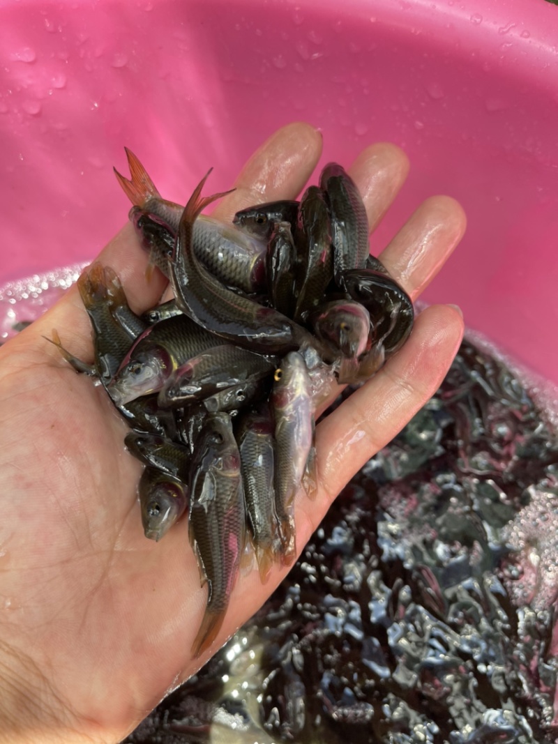 禾花鱼苗，渔场直供，长期出售大小规格苗，