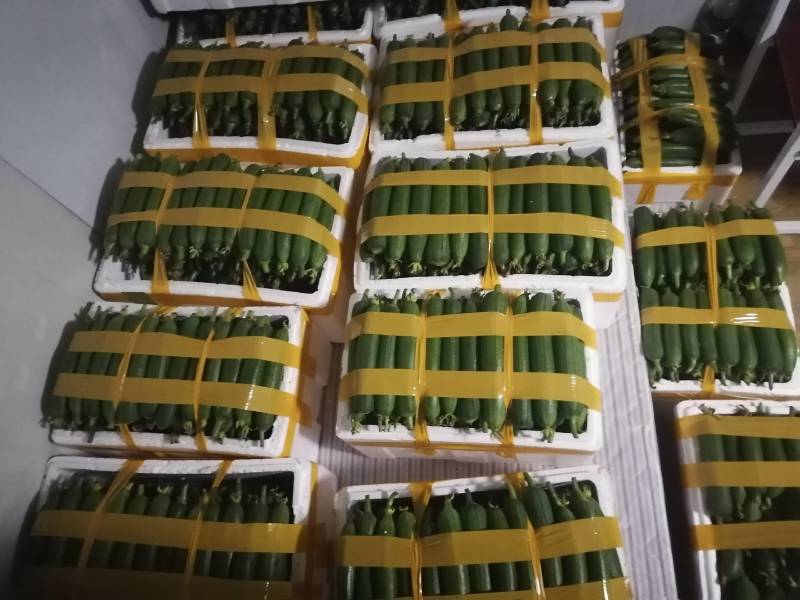 大量供应自种自採本地香丝欢迎咨询洽谈合作