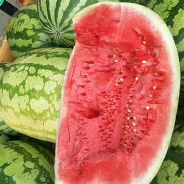 新疆瓜