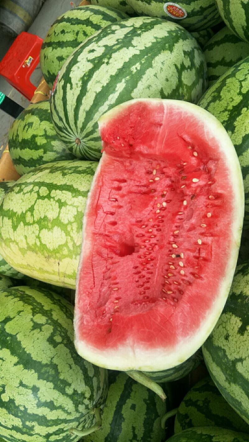 新疆瓜