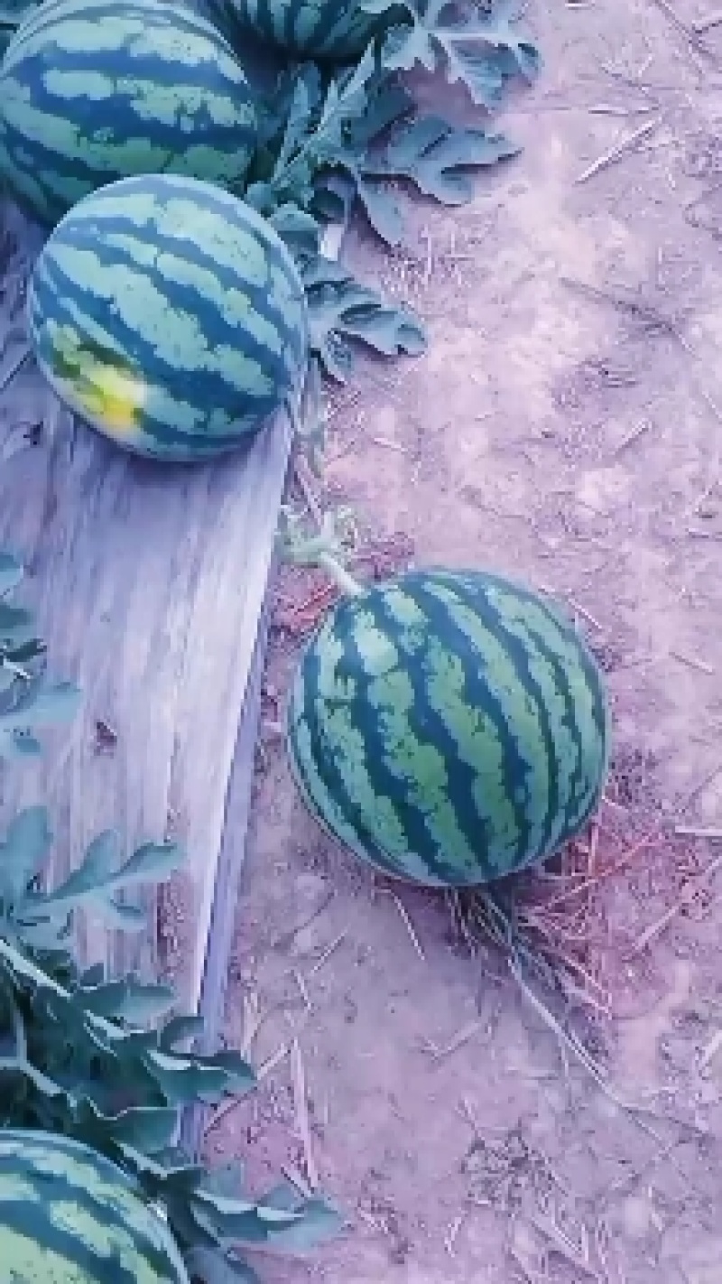 美都西瓜