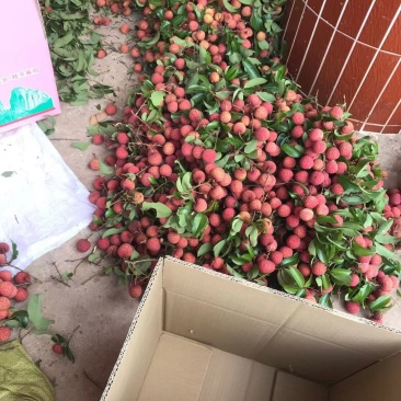 正宗麻垌荔枝