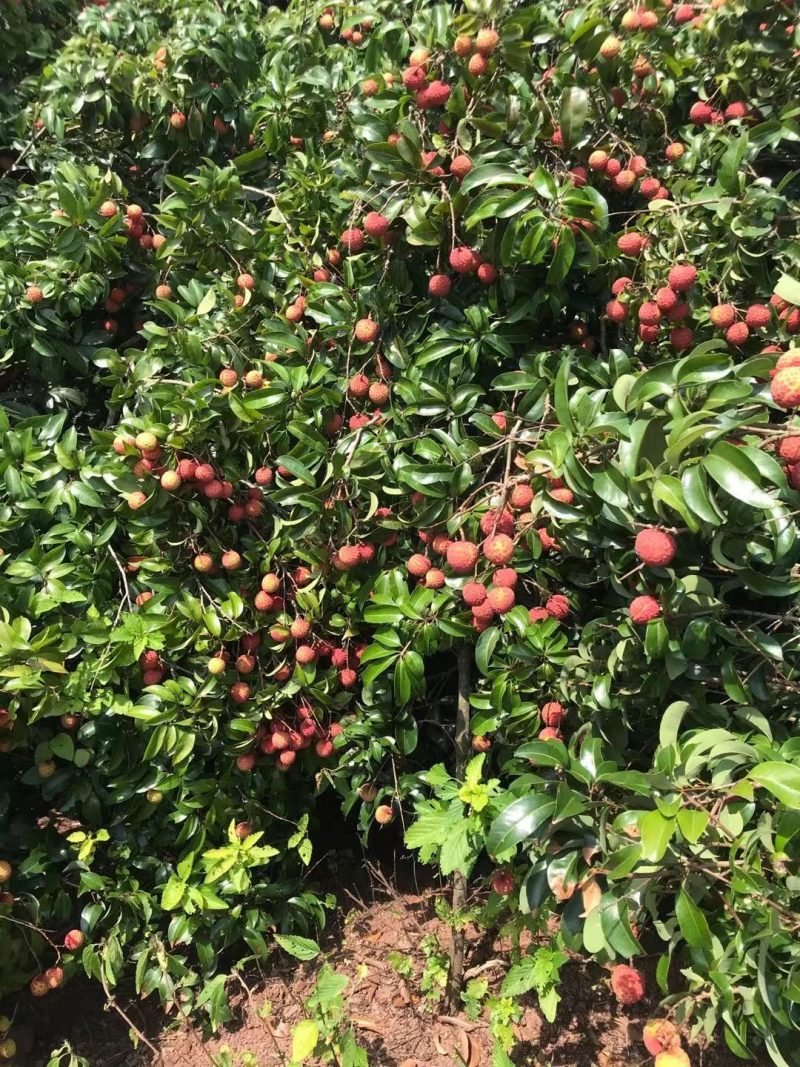 正宗麻垌荔枝