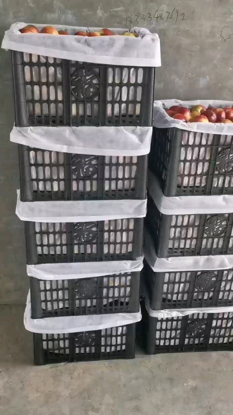 山西运城。露天油桃，大量上市，货源充足。