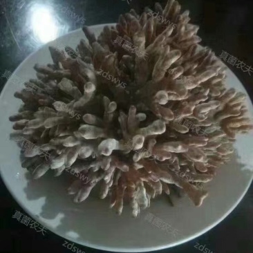 新鲜龙爪菇