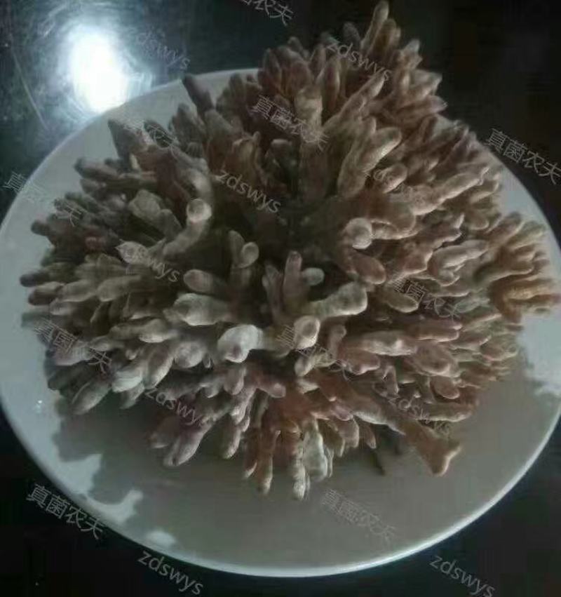 新鲜龙爪菇